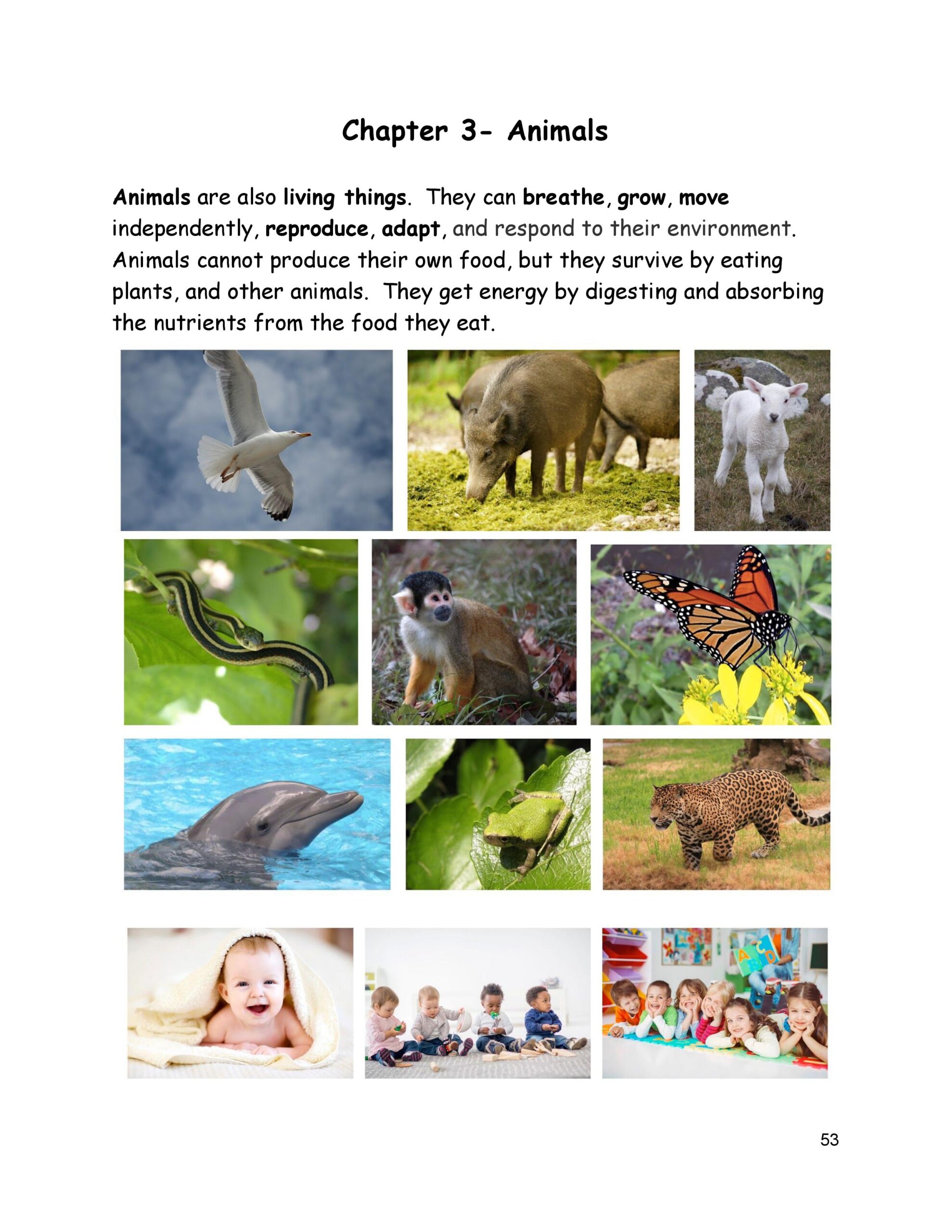 About Animals