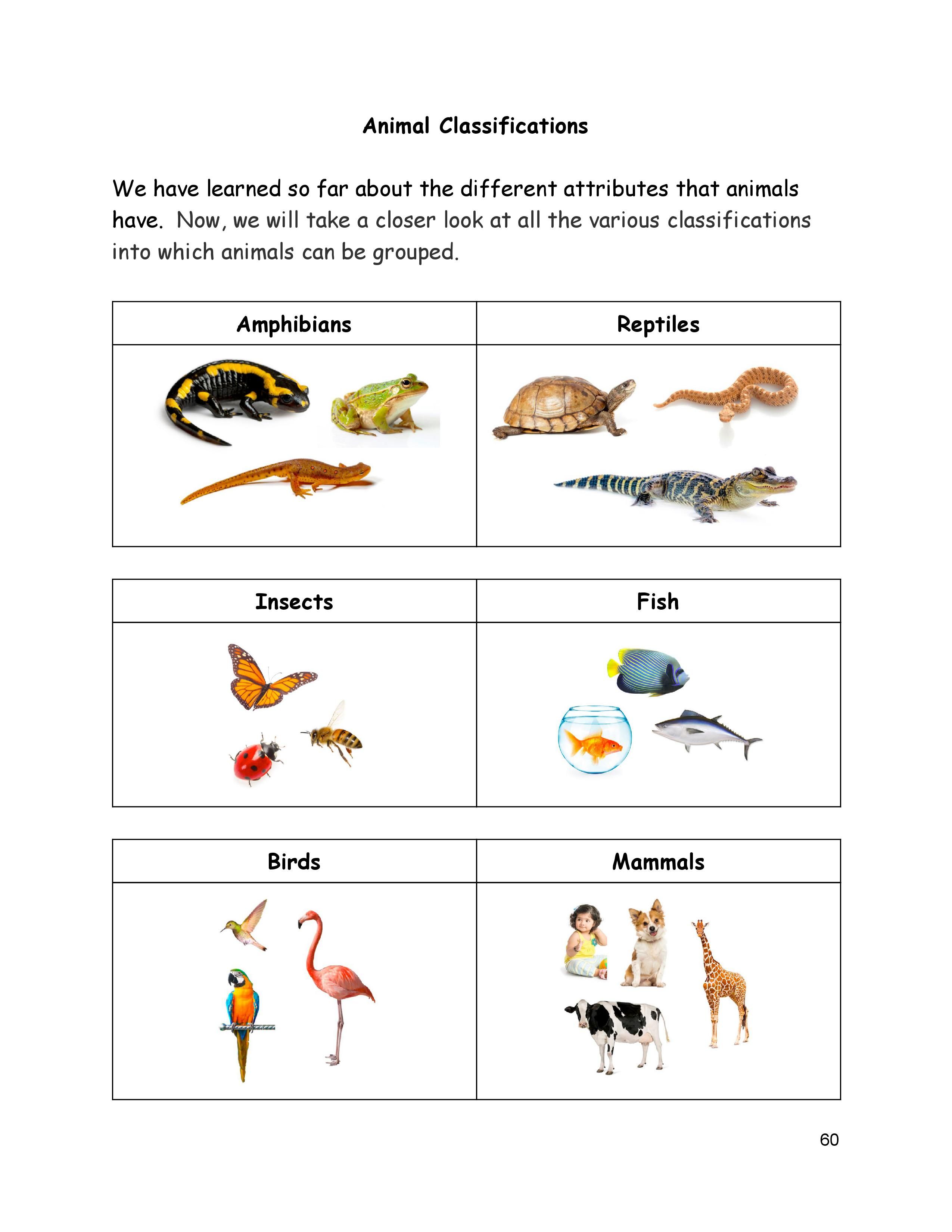 Animal Classifications